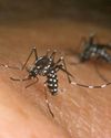 Tropical diseases in Europe increase as continent warms4