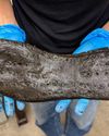 Size 14 Roman shoes found at fort in Northumberland8