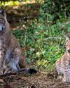 Releasing lynx into the wild would be a disaster for farms19