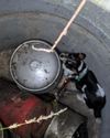 Dog rescued after getting stuck in a well for 11 days11