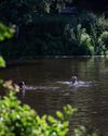 Ripples spread at the pond14