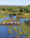 Out of Africa: the fight to protect wildlife as Trump's foreign aid cuts start to bite17