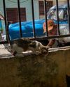 Cuba's cats and dogs falling victim to an economic crisis11