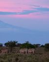 Wildlife charities warn of damage from UK aid cuts12