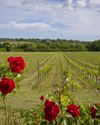 UK’s answer to Napa Valley23
