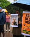 How Delhi's canine cohort became the focus of debate11