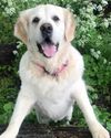 I'd happily put my food-obsessed dog on 'Wagovy'14