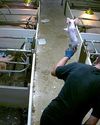 Stores drop supplier over ‘appalling’ piglet slaughter9