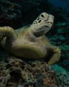 Green turtle bounces back from the brink of extinction The Independent
