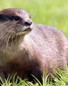 Otters and beavers among rare wildlife 'at serious risk' from new planning reforms6