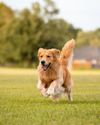 Dog owners face unlimited fines for livestock attacks7