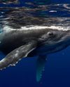 Drones used to spot deadly virus in arctic whale breath9