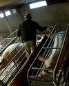 Activists hail ‘landmark’ reforms to animal welfare3