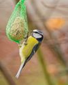 Beak practice: keeping our feathered friends well fed14