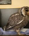 And a tandem anaesthetist without a fear of feathers9