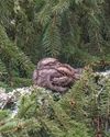 Nightjar makes comeback in south coast national park7