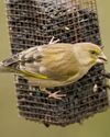 RSPB urges bird lovers to check feeders this summer8