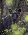 More wildlife in Chernobyl zone than nature reserves The Independent