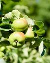 Dismay as original Bramley apple tree garden is sold Dismay as original Bramley apple tree garden is sold8