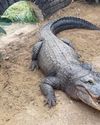 Zoo owner’s wife ‘leapt into crocodile area to save boy’ Zoo owner’s wife ‘leapt into crocodile area to save boy’6