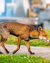 Staff outcry brings cull of foxes to a halt at UPS London depot