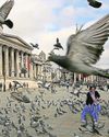 Are London's pigeons misunderstood?