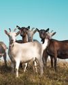 Why climate change means goatmightsoon bethe new beef...