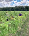 Forty Hall Vineyard