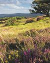 Evergreen Exmoor5