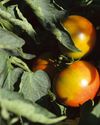HOME GROWN HOME GROWN