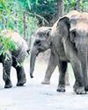 Jumbos from Odisha to be MP's safari attraction15