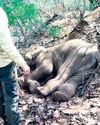 Elephant calf under treatment dies11