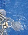 ICG ship comes to rescue of 2 Olive Ridley turtles1