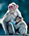 Maharashtra plans monkey, langur sterilisation centres in Konkan to protect farms22