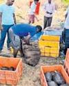 473 live turtles seized 473 live turtles seized27