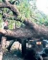 2 die after tree falls on auto-rickshaw 2 die after tree falls on auto-rickshaw30