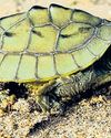 Humans to blame for 80% drop in three-striped roofed turtle numbers34