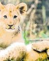 Delhi zoo welcomes Asiatic lion cubs after 16 years26