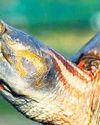 Red-crowned roofed turtle returns to Ganga after 3 decades28