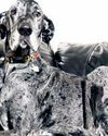 World’s tallest, smallest dogs meet up for playdate42