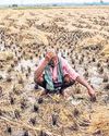 Unseasonal rains now state-specific disaster5