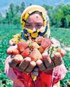 Valley strawberry farmers hit hard as prices plummet24