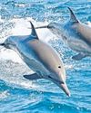 Study flags chemical contamination risk to endangered Gangetic dolphins29