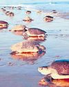 Odisha leads in conservation of Olive Ridley turtles8