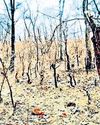Consider Maha’s Zudpi Jungle as forest lands: SC40