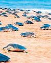 Chorus grows for turtle research centre near Rushikulya estuary21