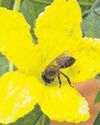 Nagaland varsity researchers identify stingless bee species32