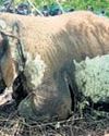 Female elephant dies of suspected cardiac arrest23