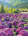 Valley of Flowers in Chamoli opens for tourists31