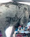 Hungry wild elephant raids Thailand grocery store for snacks42